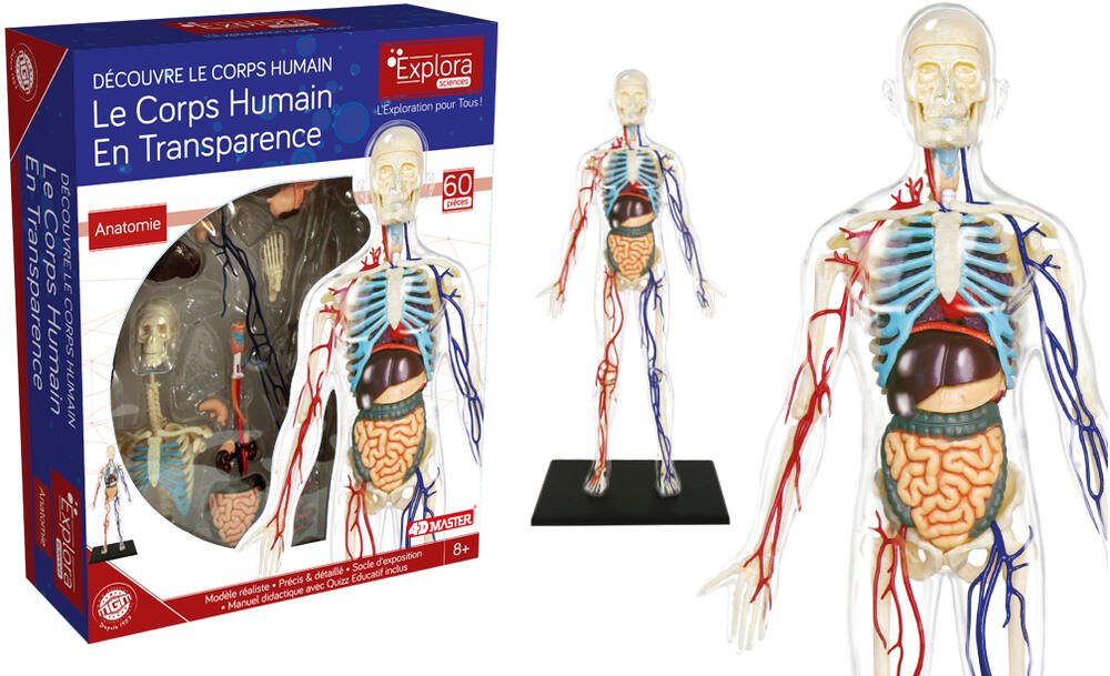 Explora anatomie squelette corps humain transparent, jeux educatifs