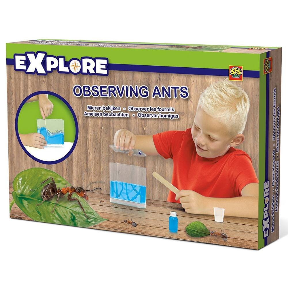 Les fourmis, activités pour enfants 