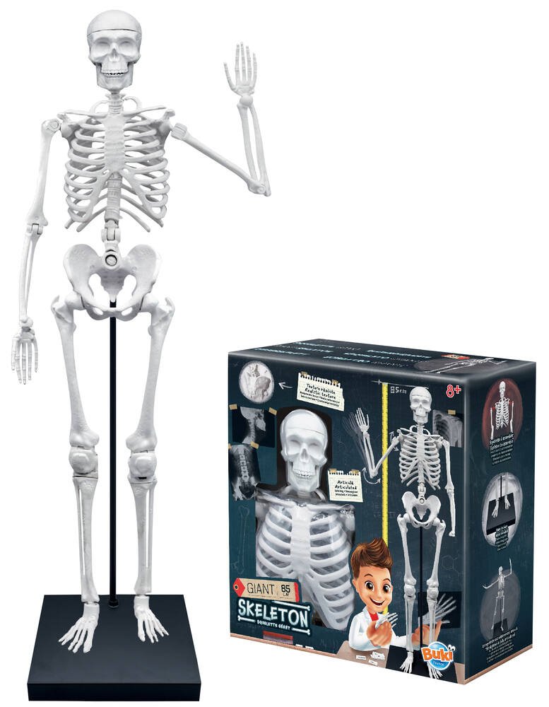 Squelette 85 cm, jeux educatifs